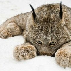 squishylynxie OnlyFans photos and videos